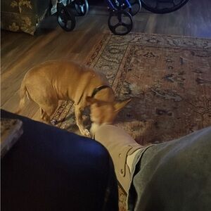 Meet your Posher, Meowzers